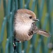 Bushtit